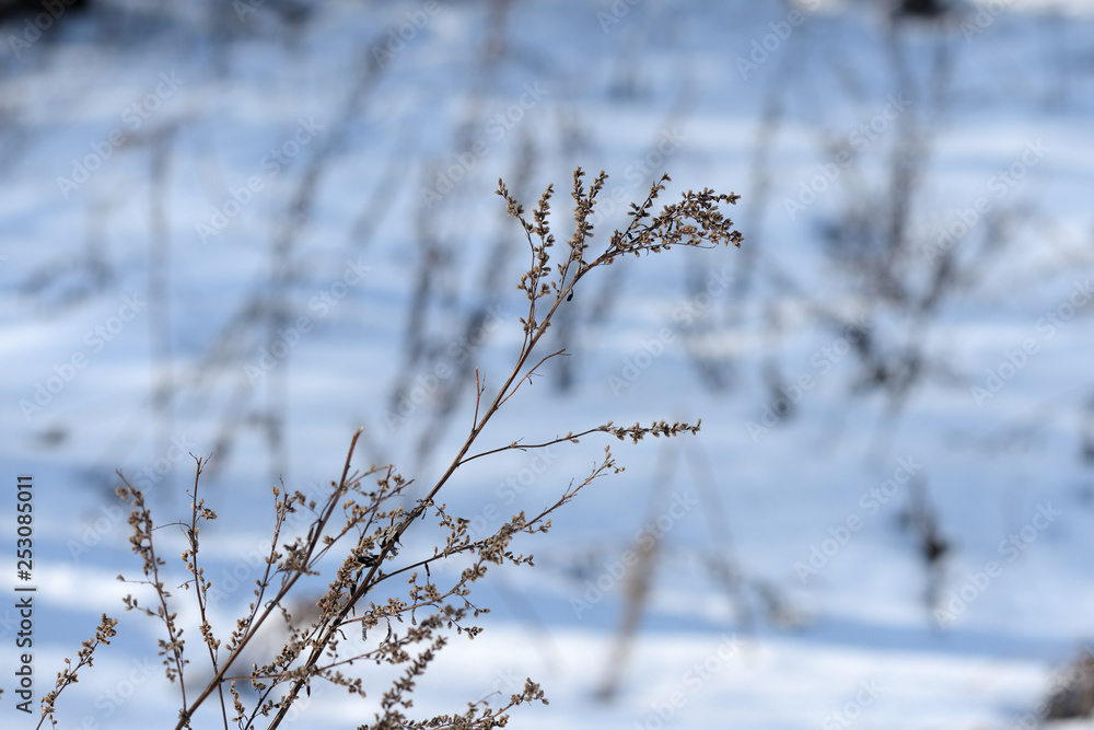 Dry grass on a sunny winter morning on a background of white snow close up Dry grass on a sunny winter morning on a background of white snow close up