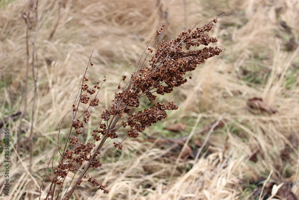 Dry sprig of grass in autumn Dry sprig of grass in autumn