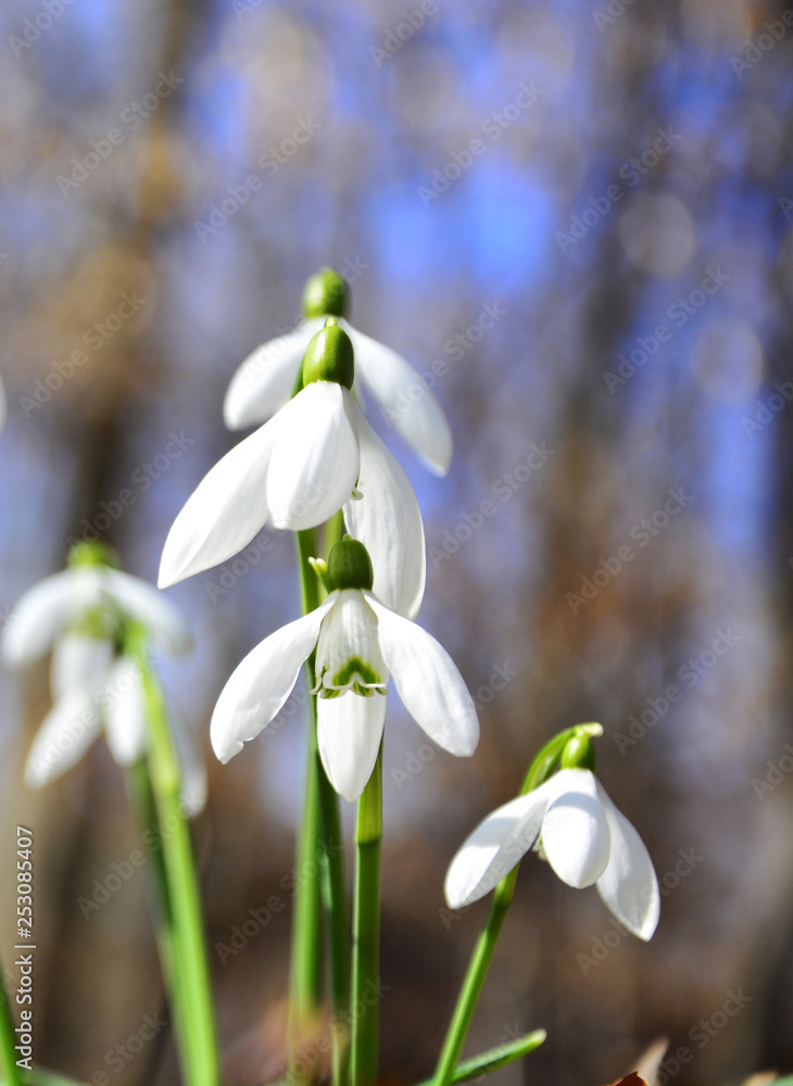 snowdrops in spring