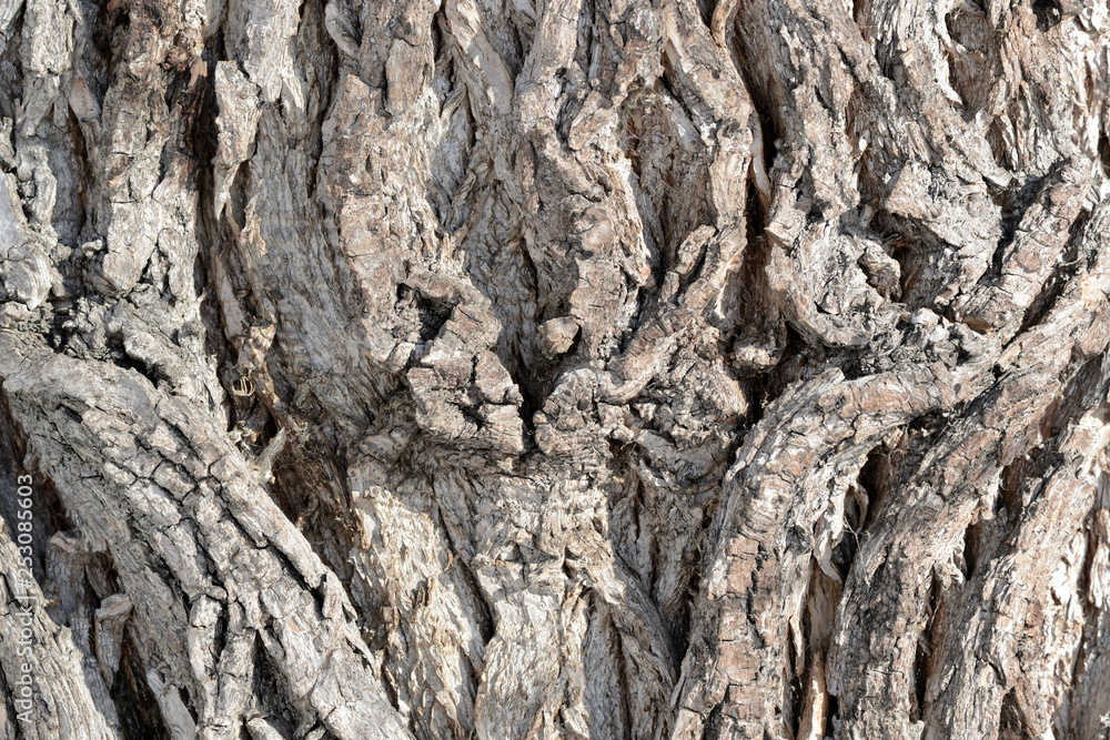 Tree bark illuminated by the sun texture background close up Tree bark illuminated by the sun texture background close up