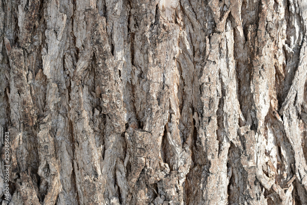 Tree bark illuminated by the sun texture background close up Tree bark illuminated by the sun texture background close up