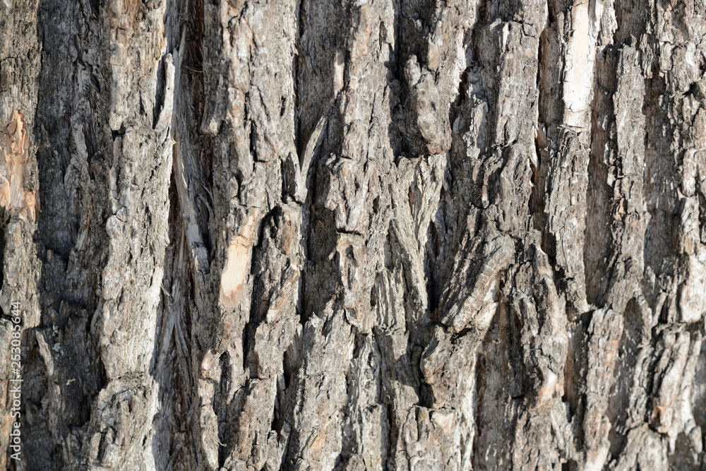 Tree bark illuminated by the sun texture background close up Tree bark illuminated by the sun texture background close up