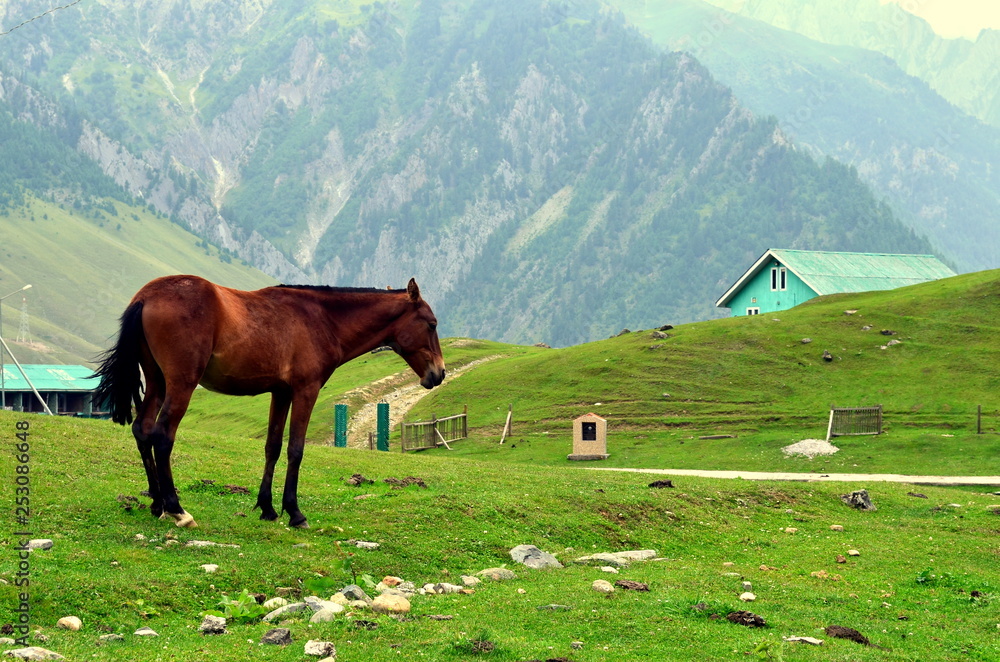 Brown horse grazing in the green meadows of Sonamarg, Jammu & Kashmir, India with mountains and a cottage in the background.  