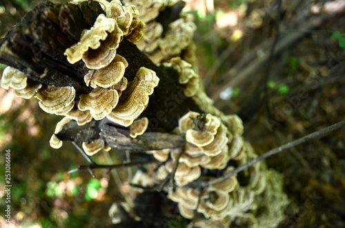 Wild Turkey Tail mushrooms growing on a tree on the way to Pari Mahal, Srinagar, Jammu & Kashmir, India. Used for centuries in Asian as natural medicine,scientific research has proven its benefits