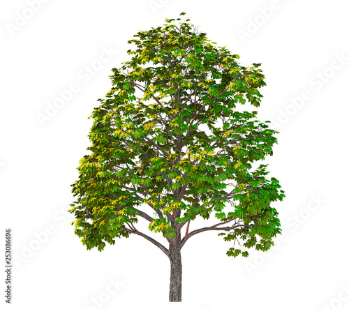 Beautiful fresh green deciduous tree isolated on white background.