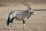 Portrait of a adult male Gemsbok, Oryx Gazella in the Kgalagdi National Park, South Africa