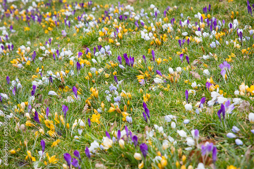 a lot of first spring flowers in grass on a meadow
