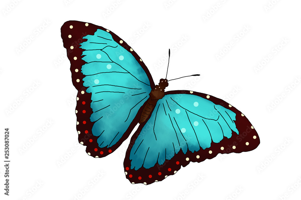 Obraz premium butterfly isolated on white background