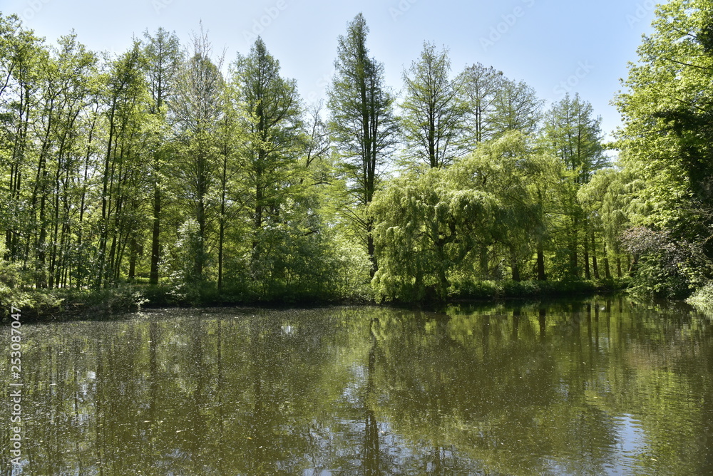 Arbres et leur reflet dans l'étang de la zone marécageuse du domaine provincial de Rivierenhof à Anvers Arbres et leur reflet dans l'étang de la zone marécageuse du domaine provincial de Rivierenhof à Anvers