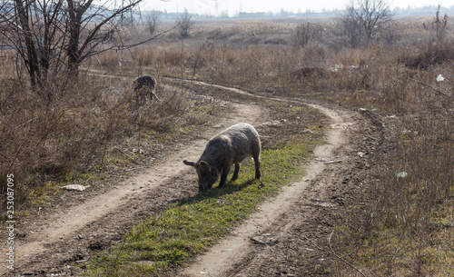 A couple, a family of wild boars freely walking on the outskirts of the industrial district of the city. Wild boar in the wild