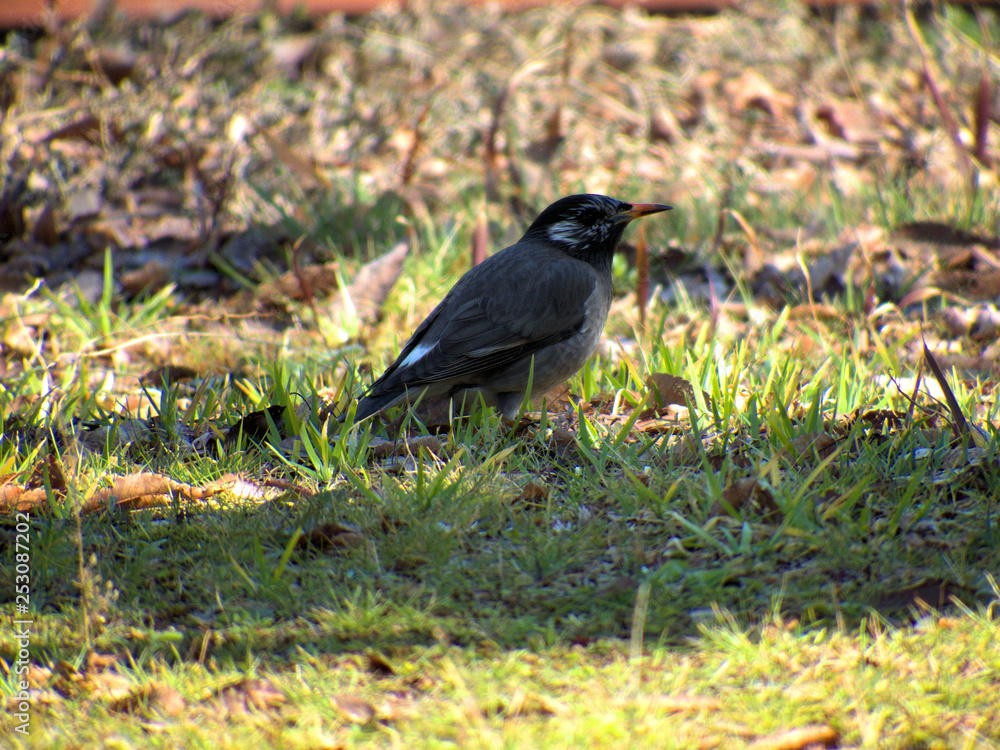 Obraz premium 都会に住む野鳥 ムクドリ
