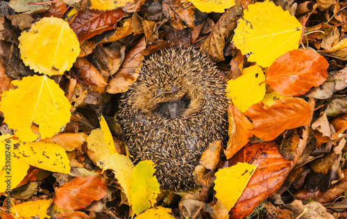Hedgehog (Erinaceus Europaeus) native, wild, European hedgehog in hibernation with colourful Autumn or Fall leaves.  Facing forward.  Horizontal, landscape. photo