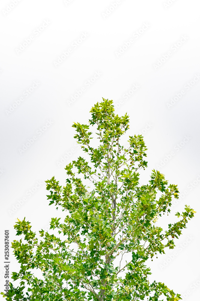 Obraz premium back side of beautiful cleaned tree