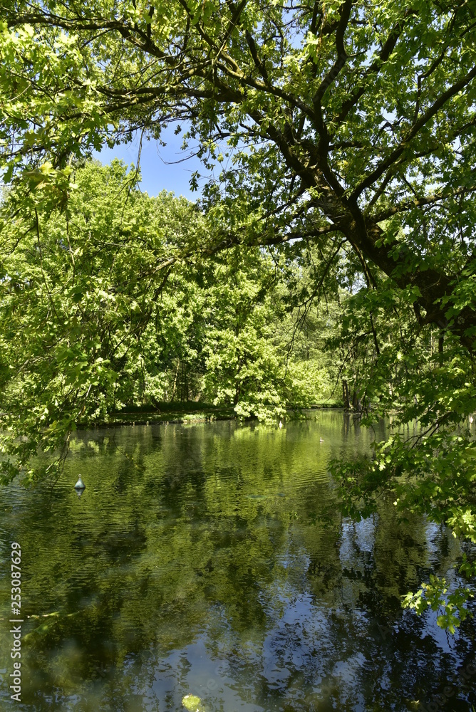 Reflet de la nature sauvage dans l'un des étangs au domaine provincial de Rivierenhof à Anvers