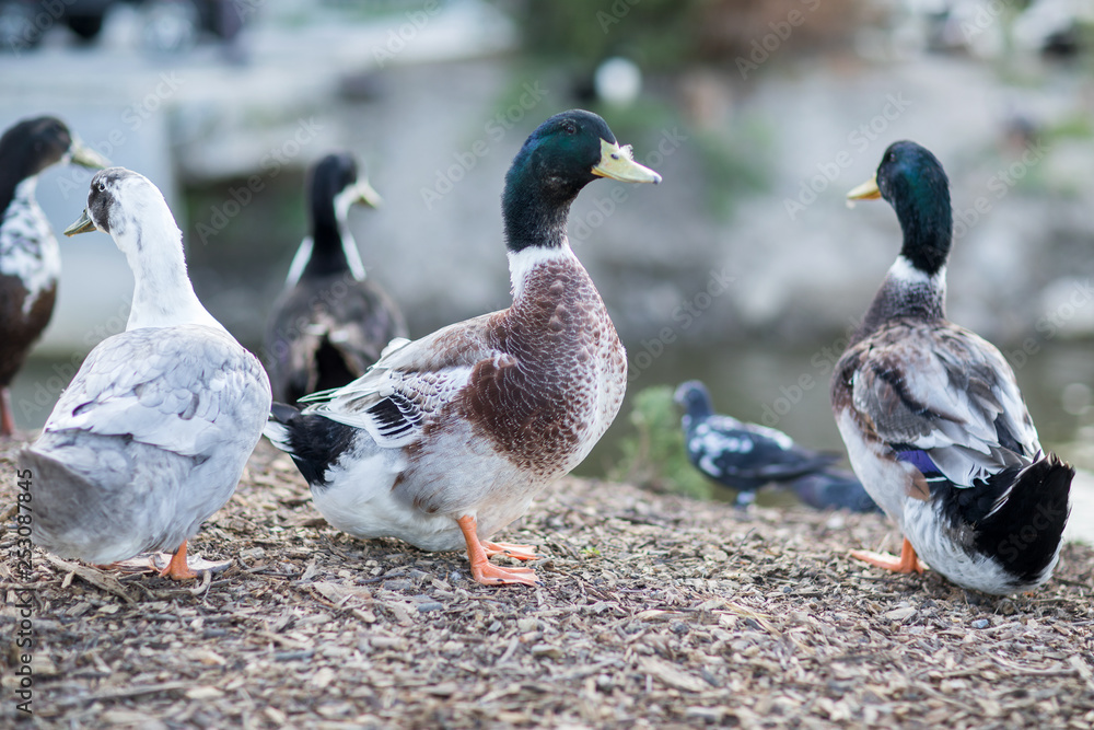 Male and female mallard duck swimming on a pond with green water while looking for food Male and female mallard duck swimming on a pond with green water while looking for food