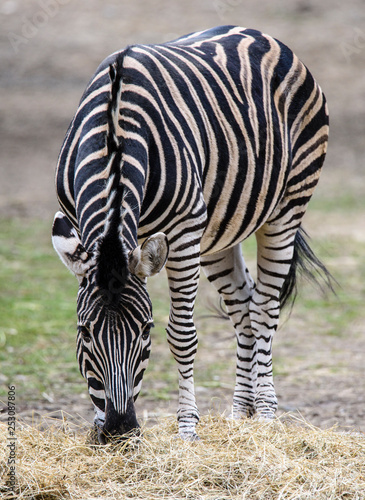 The plains zebra (Equus quagga, formerly Equus burchellii) as the common or Burchell's zebra in the ZOO