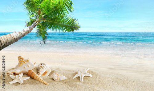 Fototapeta Naklejka Na Ścianę i Meble -  Shells on the beach. Tropical sea. Coconut palm.