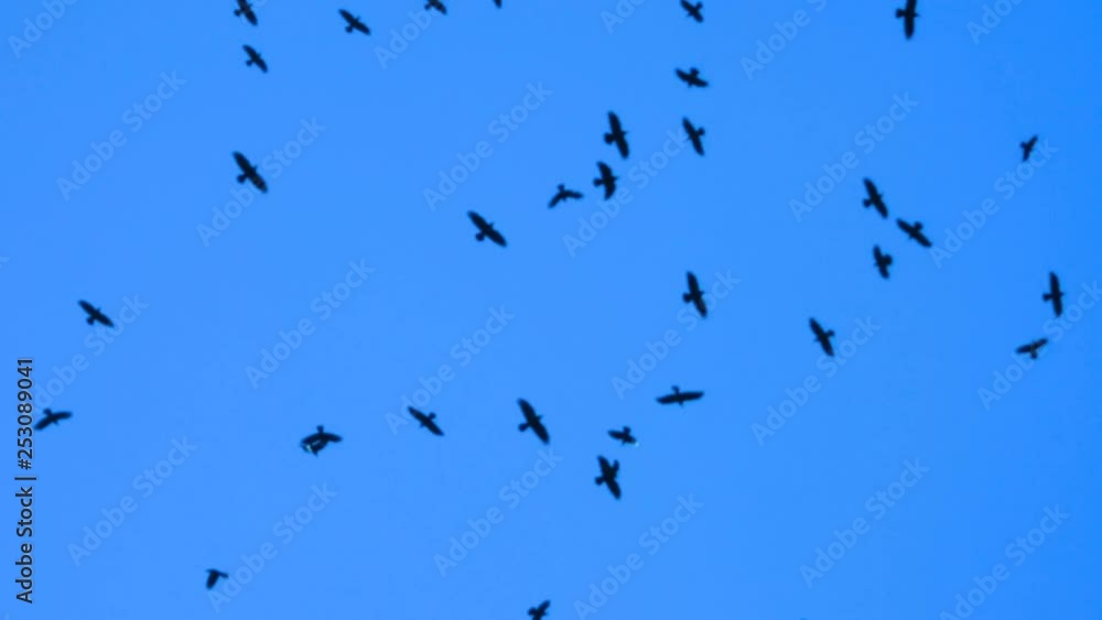 crows flying on a blue screen crows flying on a blue screen