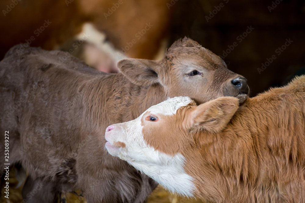 Fototapeta premium Calf cows nuzzling standing in a barn together