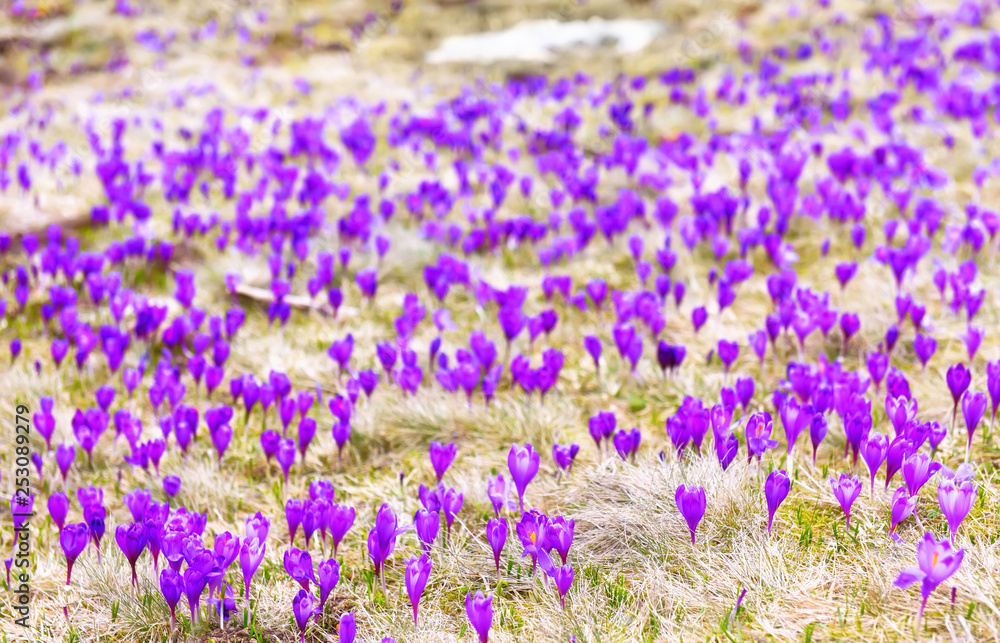 Naklejka premium The bloom of the first spring flowers of saffron, crocuses in the mountain meadow