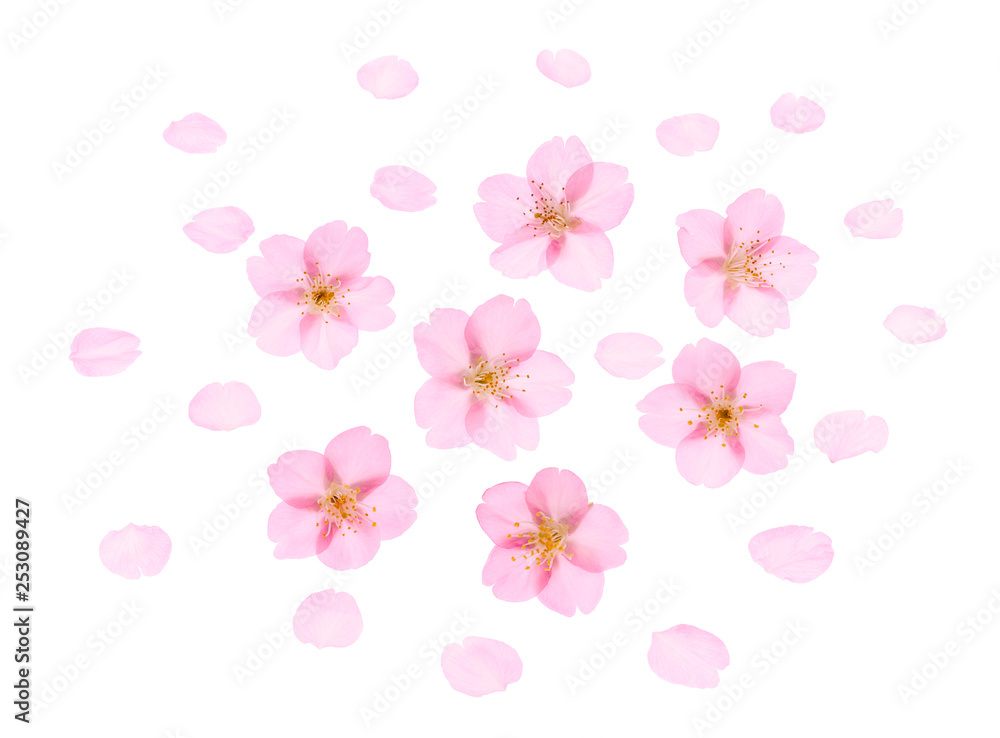Cherry Blossoms Background Spring image