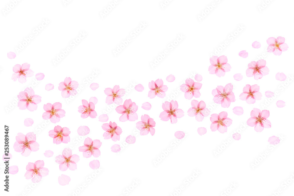 Cherry Blossoms Background Spring image Cherry Blossoms Background Spring image