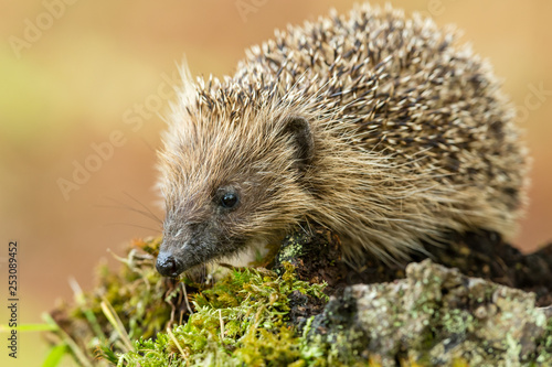 Hedgehog, wild, native, European hedgehog (Erinaceus Europaeus) in natural garden habitat with green moss and leaves. Landscape, horizontal