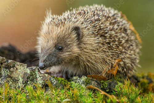 Hedgehog, wild, native, European hedgehog (Erinaceus Europaeus) in natural garden habitat with green moss and leaves. Landscape, horizontal