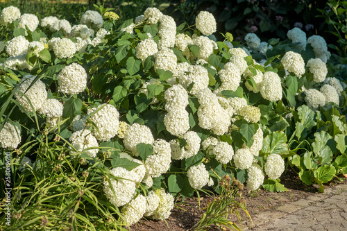 Hydrangea Annabelle in the garden photo