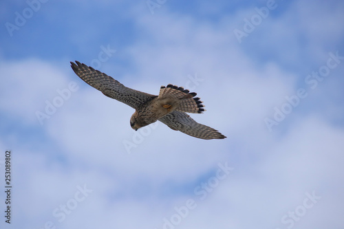 A wild buzzard is high up in the air looking for a prey on the coast of Paphos - Cyprus