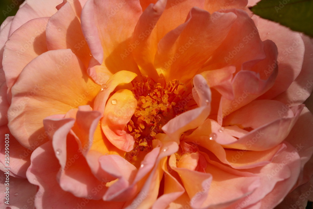 Close up of the apricot pink bloom of the old fashioned Abraham Darby rose.