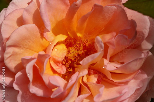 Close up of the apricot pink bloom of the old fashioned Abraham Darby rose.