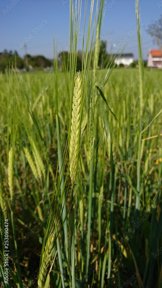 Barley plant, spike