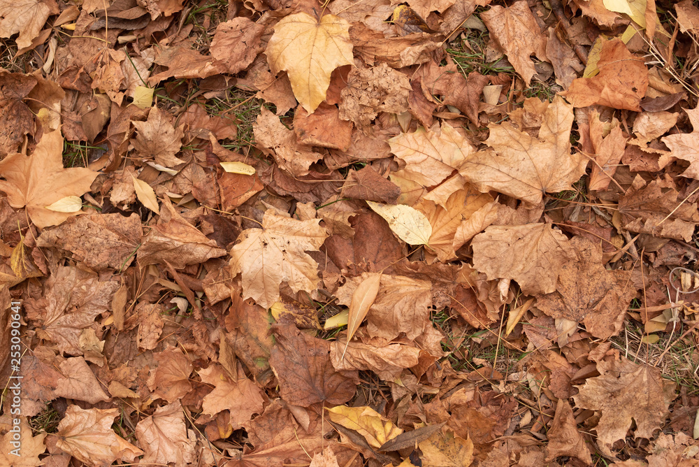 Lots of autumn leaves on the ground view from top Lots of autumn leaves on the ground view from top