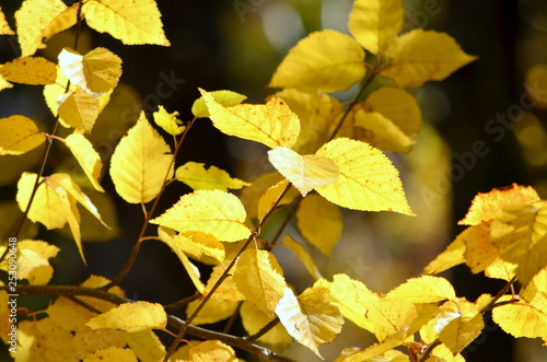Sunlit glowing autumn leaves in India. Post-monsoon or autumn season, lasts from October to November in India. In the northwest of India, October and November are usually cloudless.