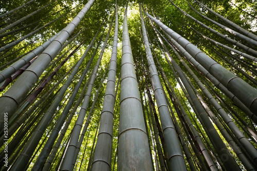 Bamboo Grove Forest in Kyoto Japan
