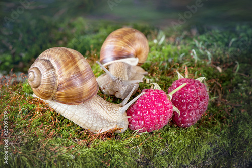 two snail crawling on the moss and raspberries in the forest