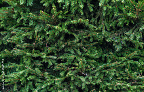 pine tree branches background