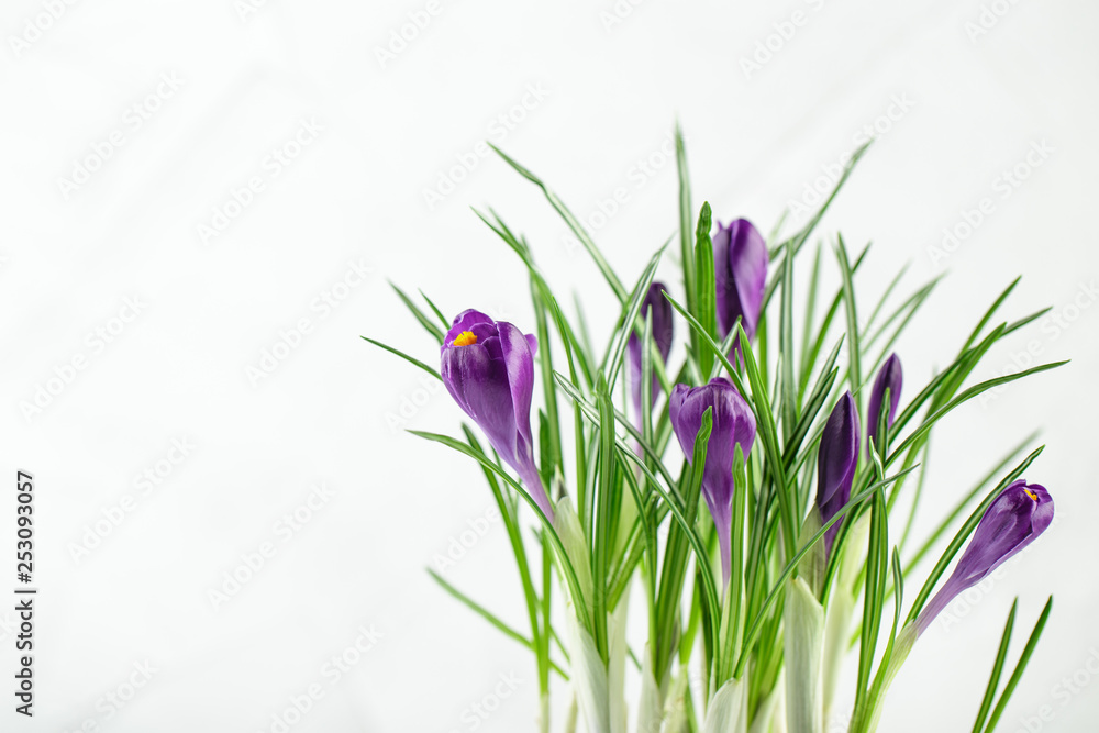 Blue crocuses isolated on a white background Blue crocuses isolated on a white background