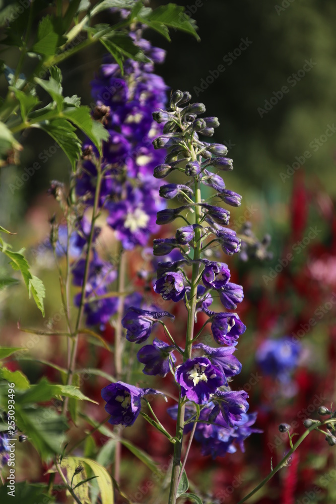 Obraz premium Flower bell.