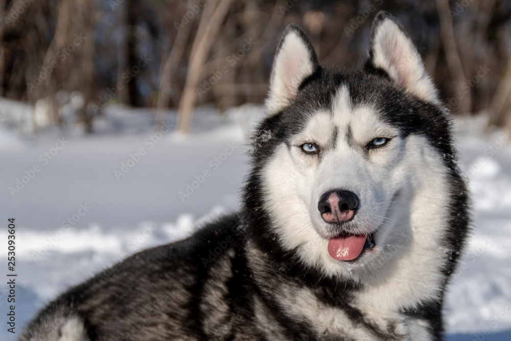 Husky dog in winter forest. Black and white Siberian husky with blue eyes on snow.