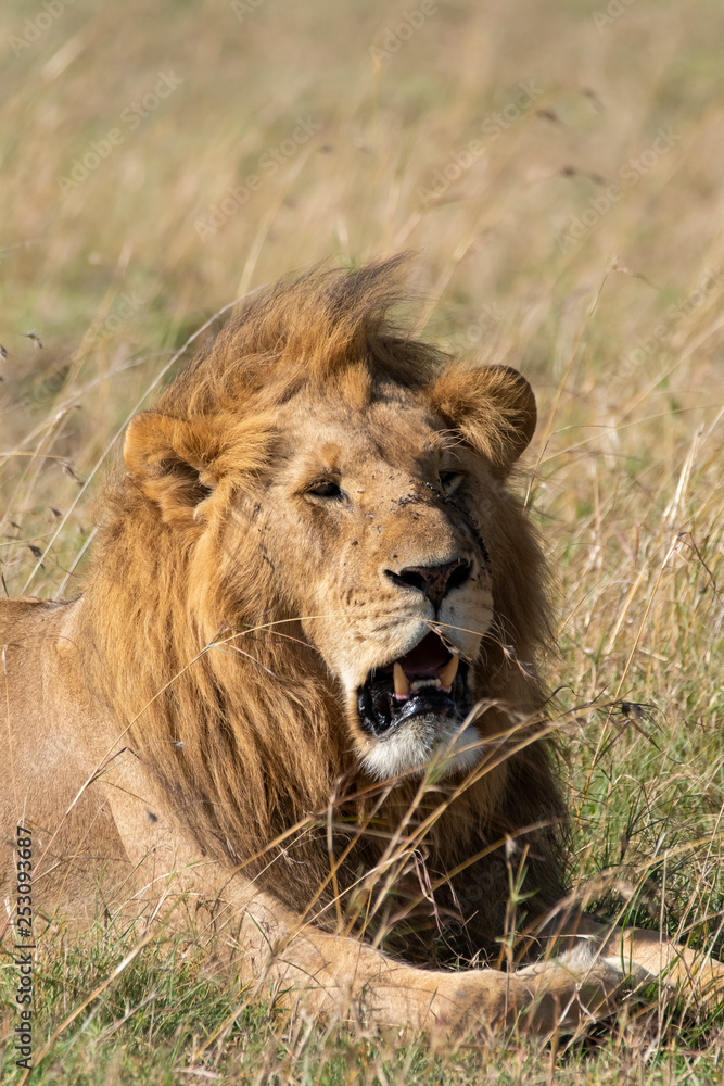 A male lion sitting relaxedly in the plains of Africa inside Masai Mara National Park during a wildlife safari