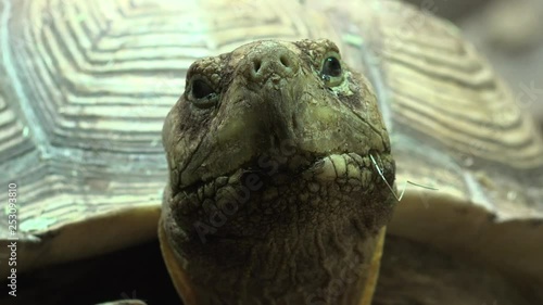 A Turtle Or Tortoise photo