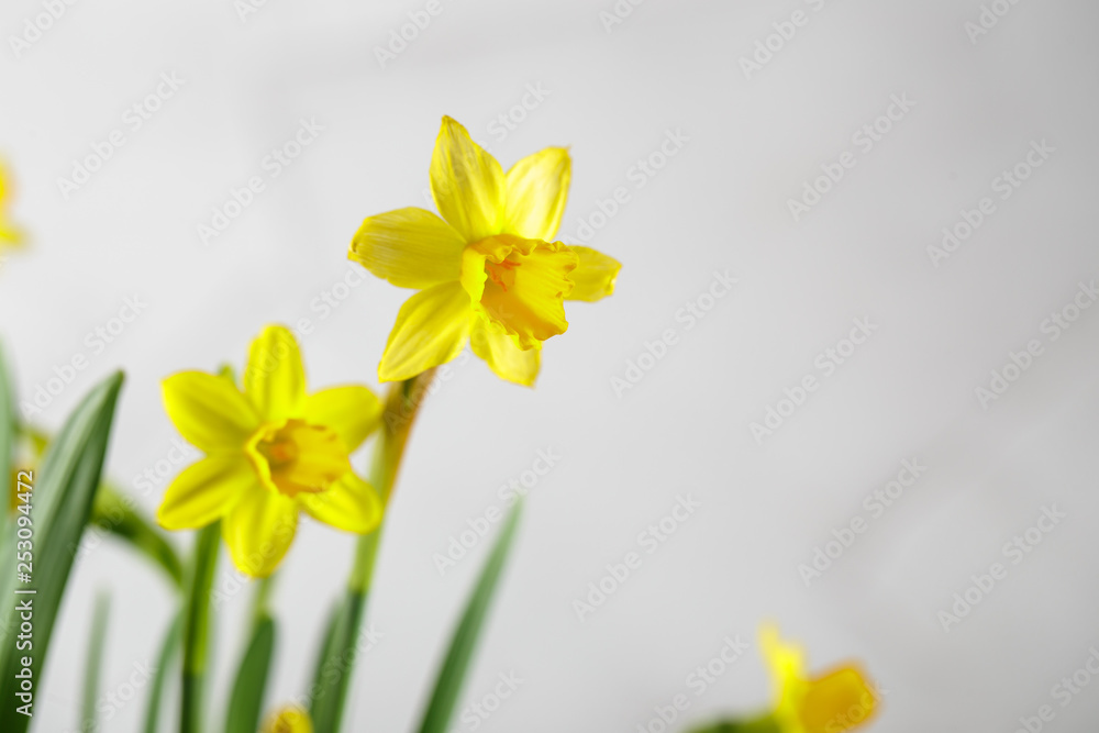 Naklejka premium Wellow daffodils flowers