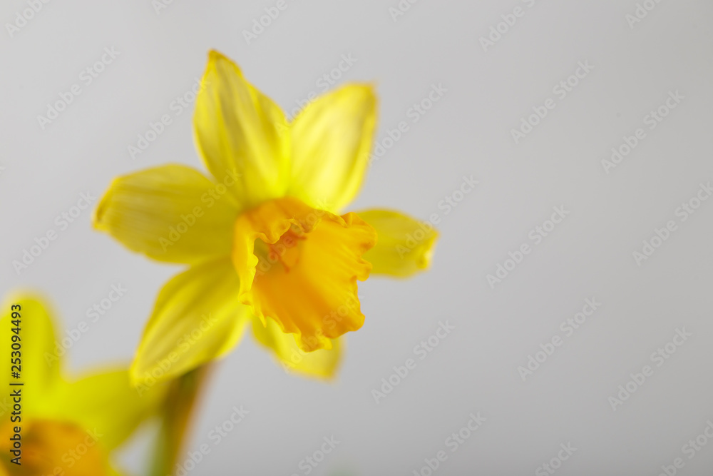 Wellow daffodils flowers Wellow daffodils flowers