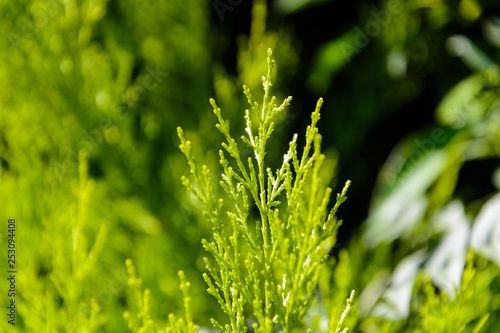 blurred natural background in the sunlight and a sprig of green asparagus