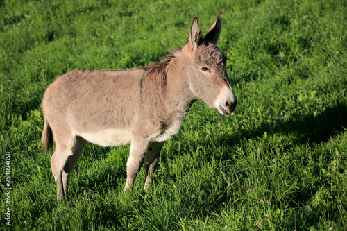 Hausesel (Equus asinus asinus) auf Weide