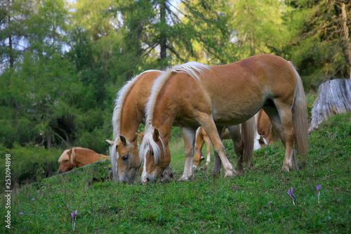 Haflinger Pferde auf Weide