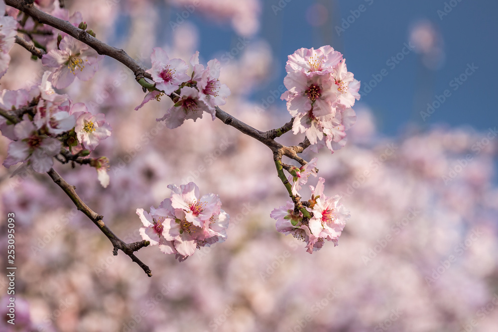 Spring in Jerusalem