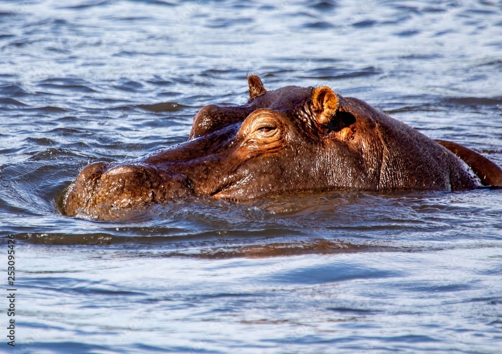 Swimming Hippopotamus in the river Chobe in Botswana Swimming Hippopotamus in the river Chobe in Botswana